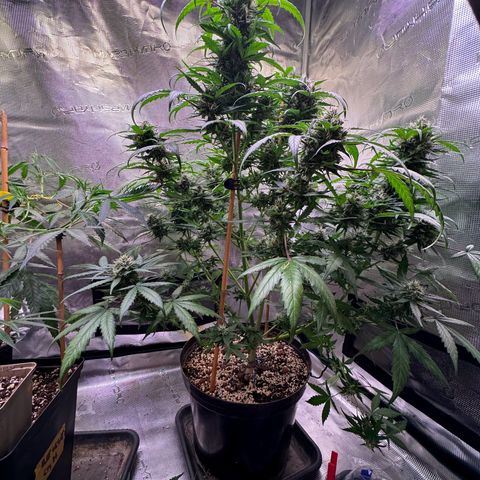 Dream Sherbert Auto  growlog timeline photo