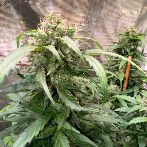 Dream Sherbert Auto  growlog timeline photo