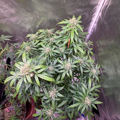 Dream Sherbert Auto  growlog timeline photo