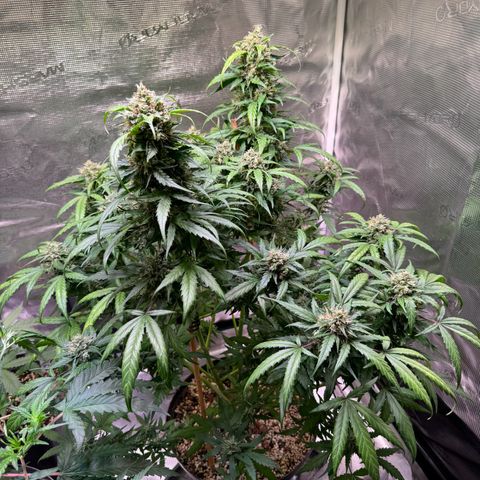 Dream Sherbert Auto  growlog photo: Late flower looks really amazing !!! 