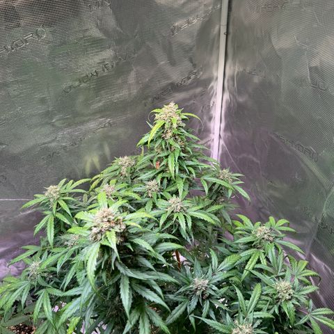 Dream Sherbert Auto  growlog photo: Late flower looks really amazing !!! 