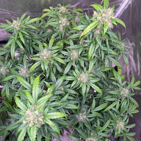 Dream Sherbert Auto  growlog photo: Late flower looks really amazing !!! 