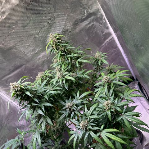Dream Sherbert Auto  growlog photo: Late flower looks really amazing !!! 