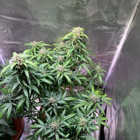 Dream Sherbert Auto  growlog photo: Late flower looks really amazing !!! 