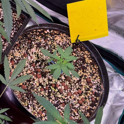 Dream Sherbert Auto  growlog timeline photo