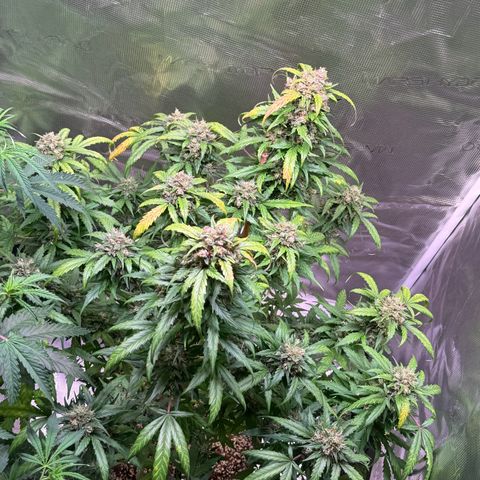Dream Sherbert Auto  growlog timeline photo