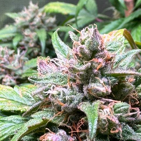 Dream Sherbert Auto  growlog timeline photo