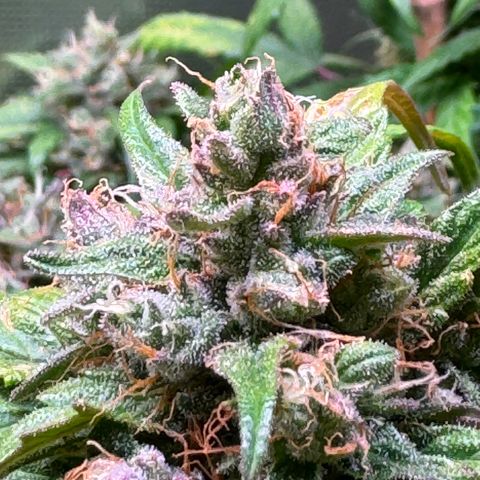Dream Sherbert Auto  growlog timeline photo