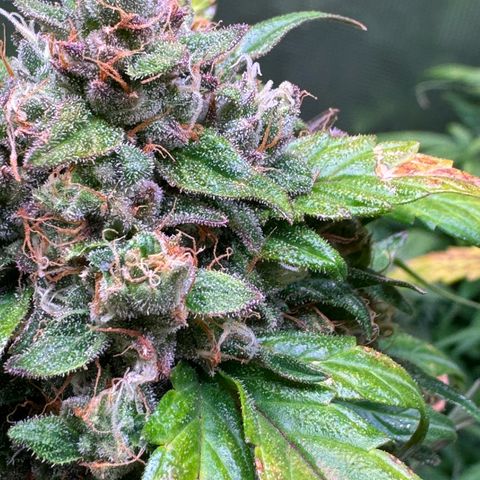 Dream Sherbert Auto  growlog timeline photo