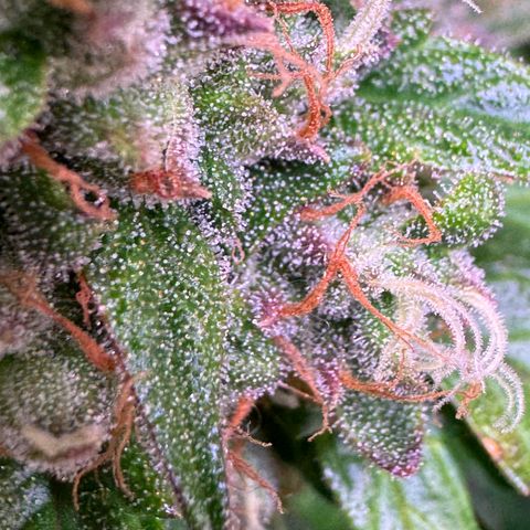 Dream Sherbert Auto  growlog timeline photo