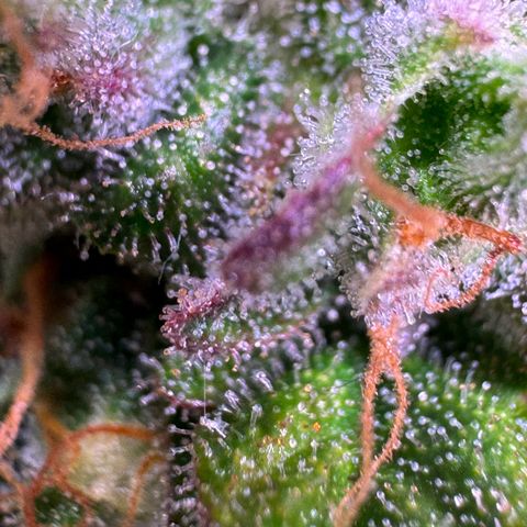 Dream Sherbert Auto  growlog timeline photo