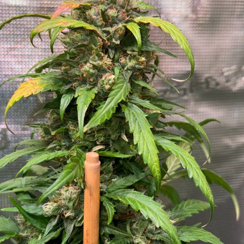 Dream Sherbert Auto  growlog timeline photo