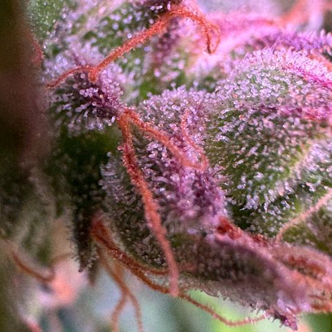 Dream Sherbert Auto  growlog timeline photo