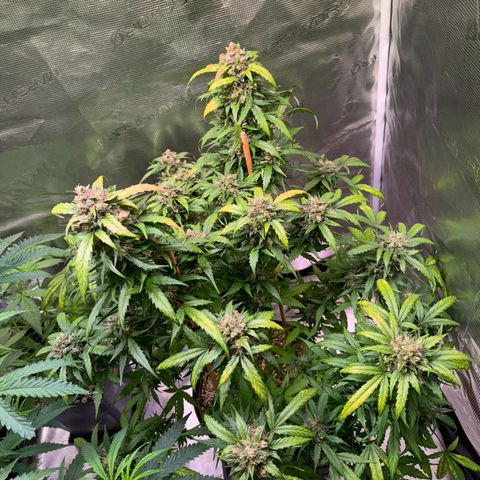 Dream Sherbert Auto  growlog timeline photo