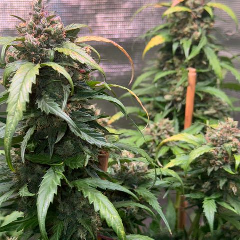 Dream Sherbert Auto  growlog timeline photo