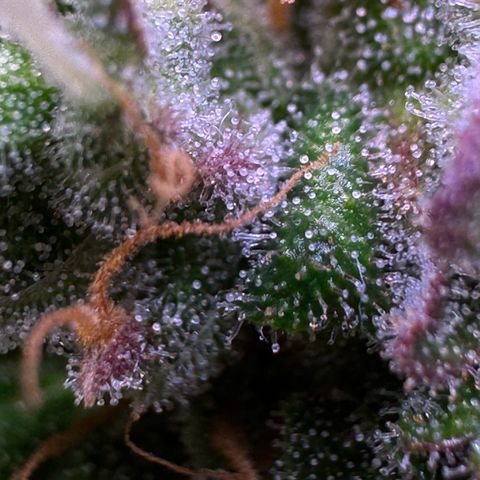 Dream Sherbert Auto  growlog timeline photo