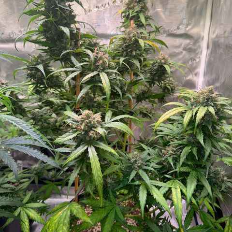 Dream Sherbert Auto  growlog timeline photo