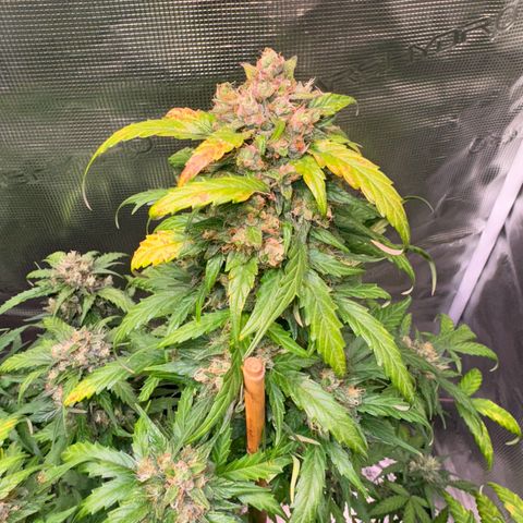 Dream Sherbert Auto  growlog timeline photo