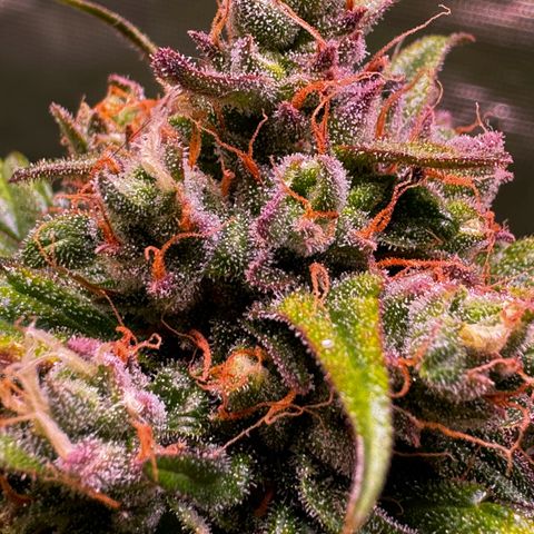 Dream Sherbert Auto  growlog timeline photo