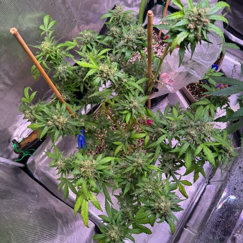 Dream Sherbert Auto  growlog timeline photo