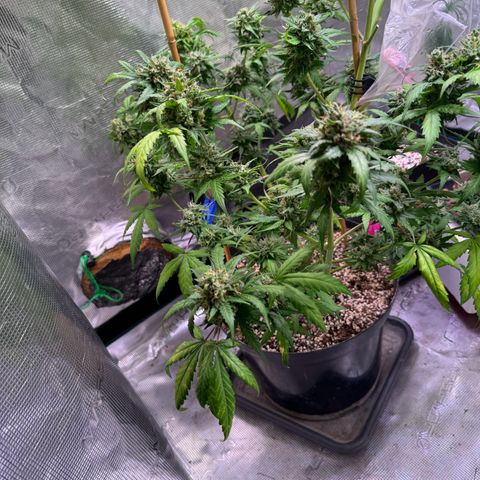 Dream Sherbert Auto  growlog timeline photo