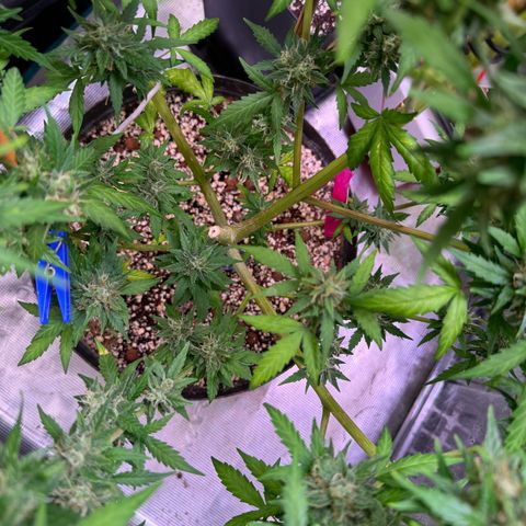 Dream Sherbert Auto  growlog timeline photo