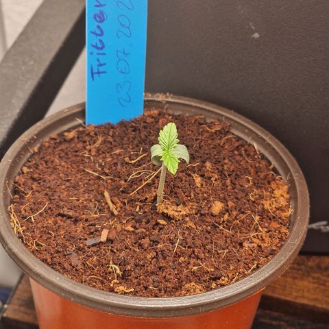 Apple Fritter Automatic #3 growlog timeline photo