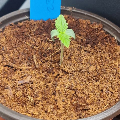 Apple Fritter Automatic #3 growlog timeline photo