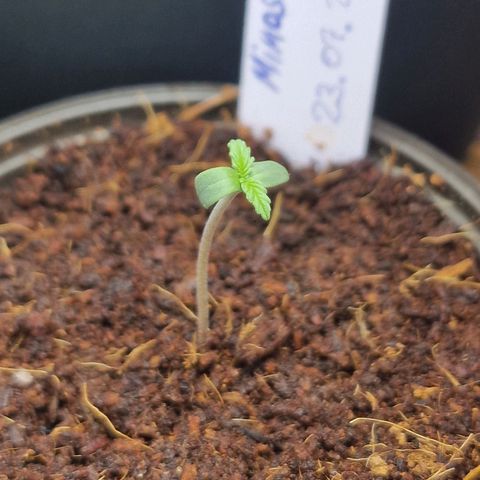 Mimosa Automatic #3 growlog timeline photo