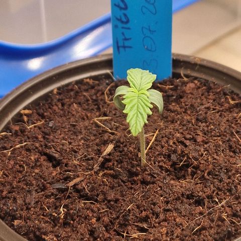 Apple Fritter Automatic #3 growlog timeline photo