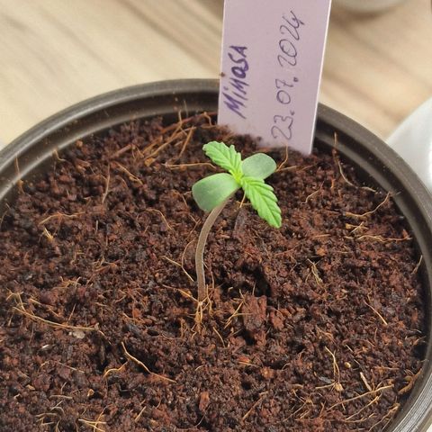 Mimosa Automatic #3 growlog timeline photo
