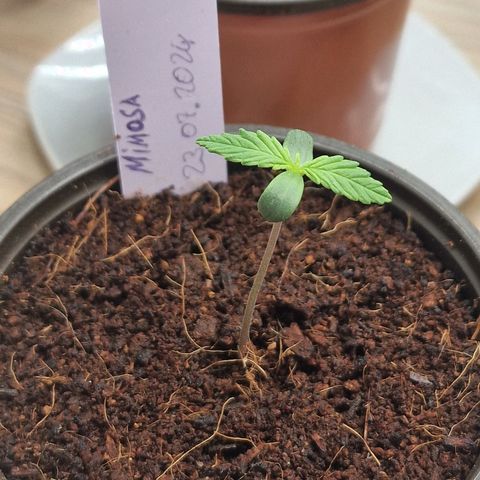 Mimosa Automatic #3 growlog timeline photo