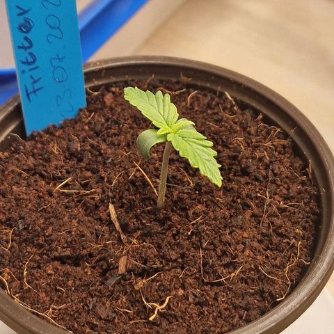 Apple Fritter Automatic #3 growlog timeline photo