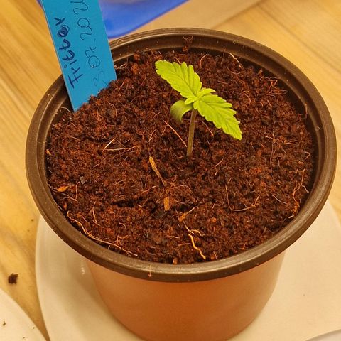 Apple Fritter Automatic #3 growlog timeline photo