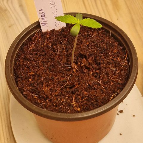 Mimosa Automatic #3 growlog timeline photo