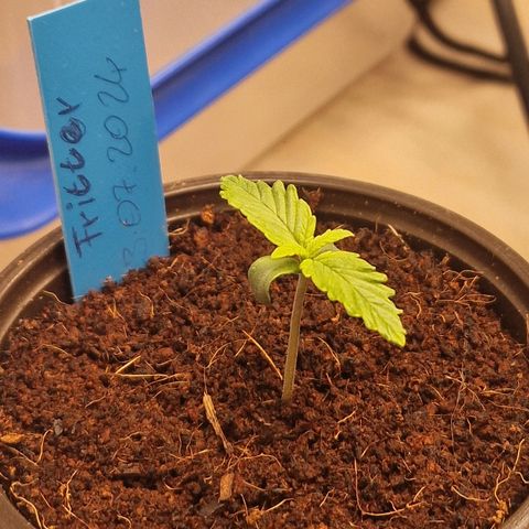 Apple Fritter Automatic #3 growlog timeline photo