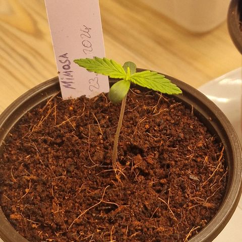 Mimosa Automatic #3 growlog timeline photo