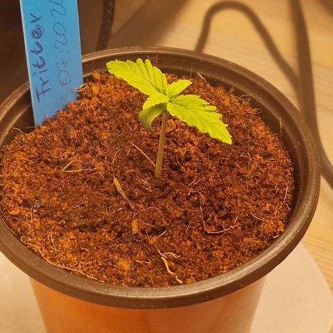 Apple Fritter Automatic #3 growlog timeline photo