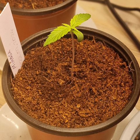 Mimosa Automatic #3 growlog timeline photo