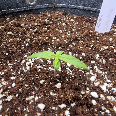 Mimosa Automatic #3 growlog timeline photo