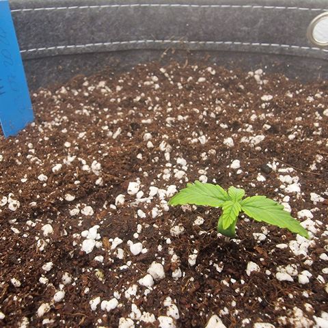 Apple Fritter Automatic #3 growlog timeline photo