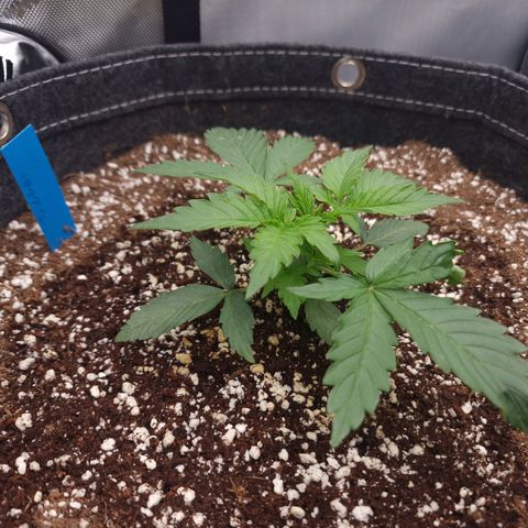 Apple Fritter Automatic #3 growlog timeline photo