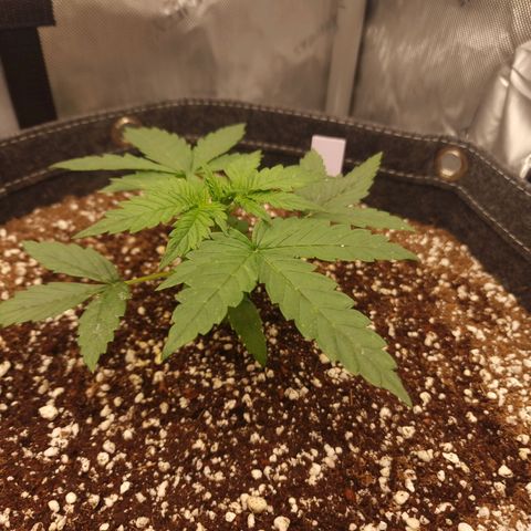 Mimosa Automatic #3 growlog timeline photo