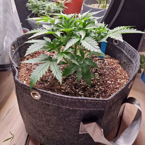 Apple Fritter Automatic #3 growlog timeline photo