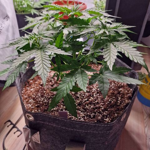 Mimosa Automatic #3 growlog timeline photo