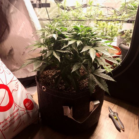 Apple Fritter Automatic #3 growlog timeline photo