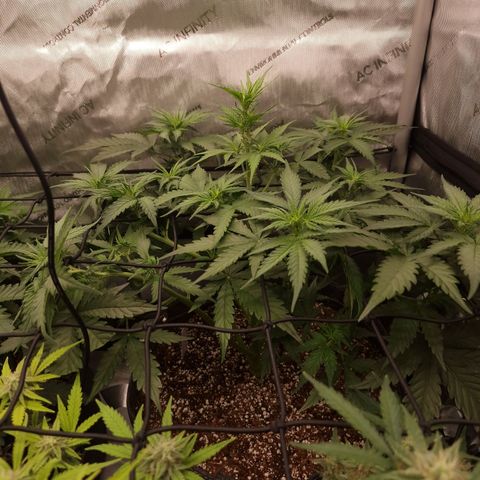 Mimosa Automatic #3 growlog timeline photo