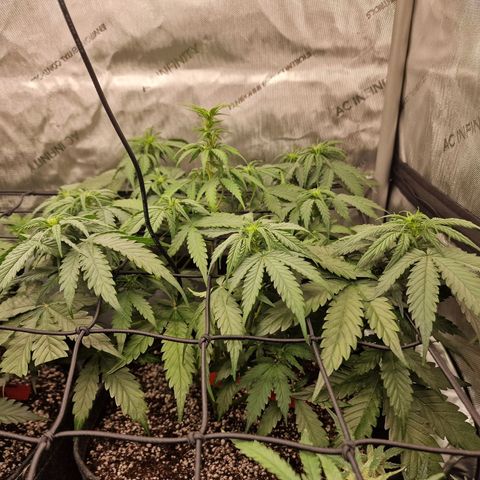 Mimosa Automatic #3 growlog timeline photo