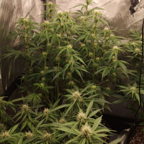 Apple Fritter Automatic #3 growlog timeline photo