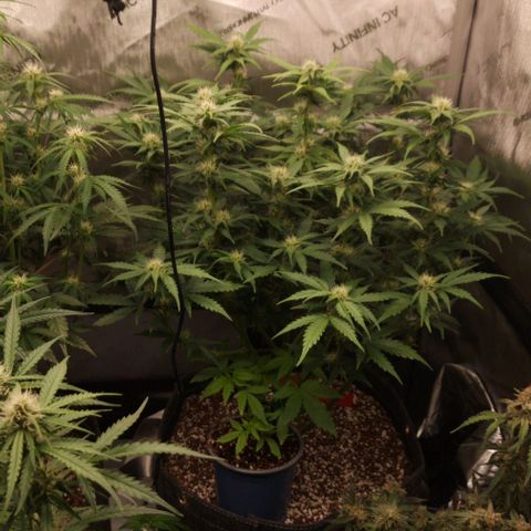 Mimosa Automatic #3 growlog timeline photo